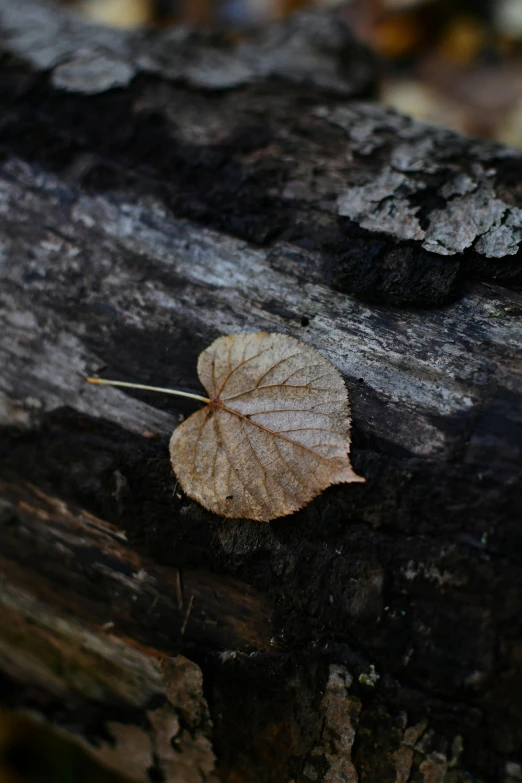 a dried leaf sits on the bark of a tree