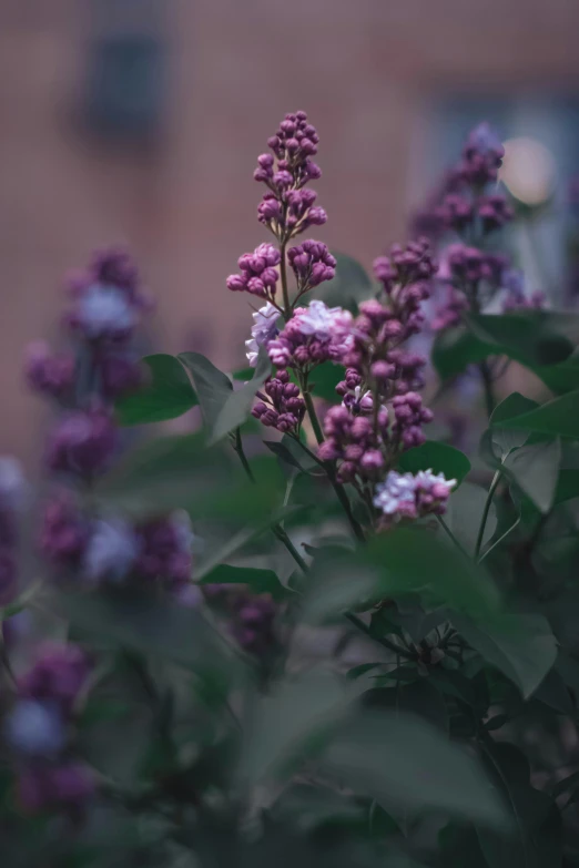 purple flowers in front of a brick building