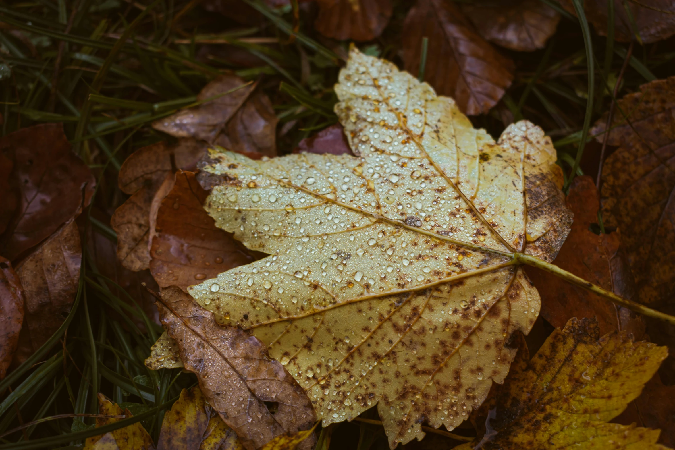 a leaf is laying in the leaves on the ground