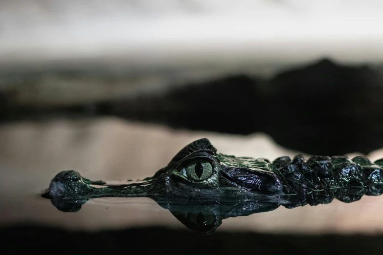 a close up of a crocodile in water