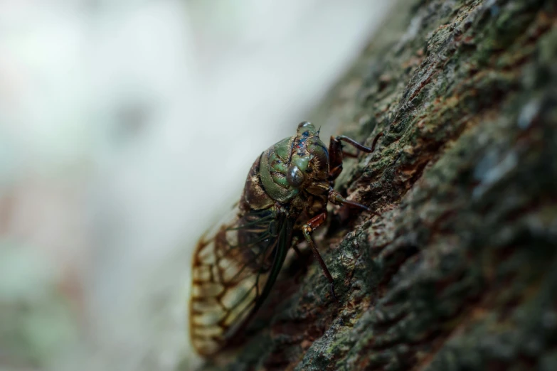 a fly that is sitting on the side of a tree