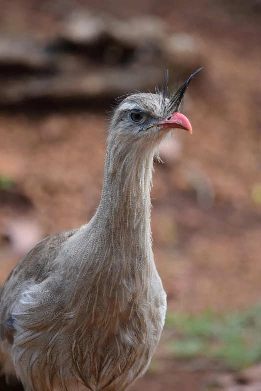 an emu in the wild looks around