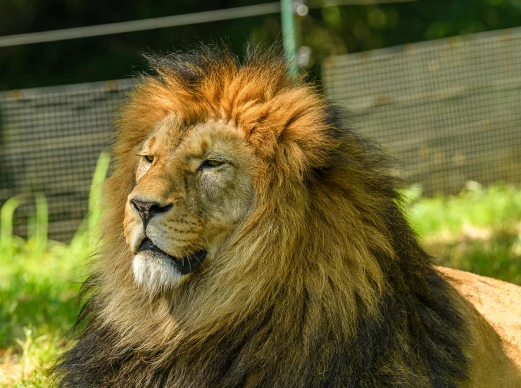a large lion laying on the grass near fence