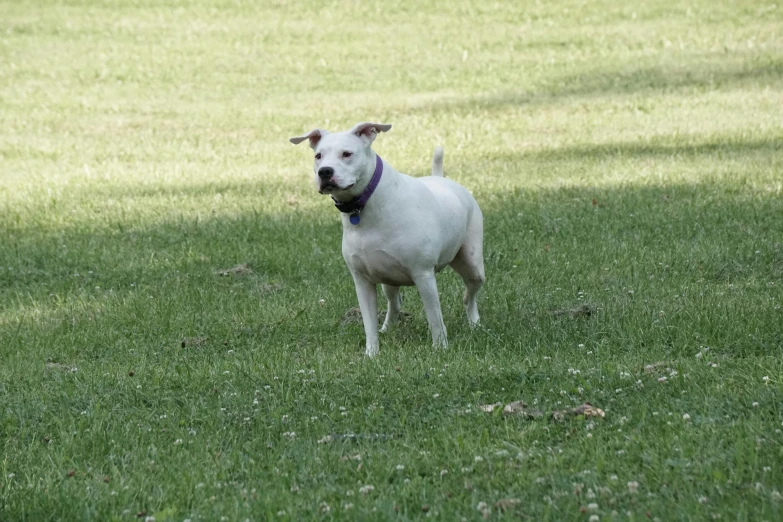 a small white dog standing in the middle of grass