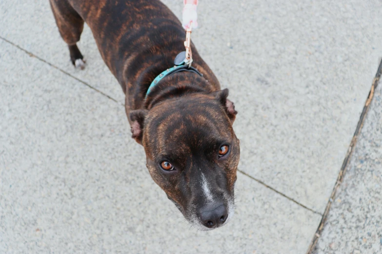 a brown dog looking down at soing in its mouth