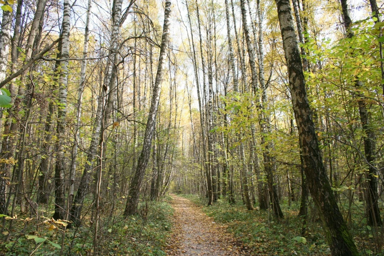 the path through a dense green forest is shown