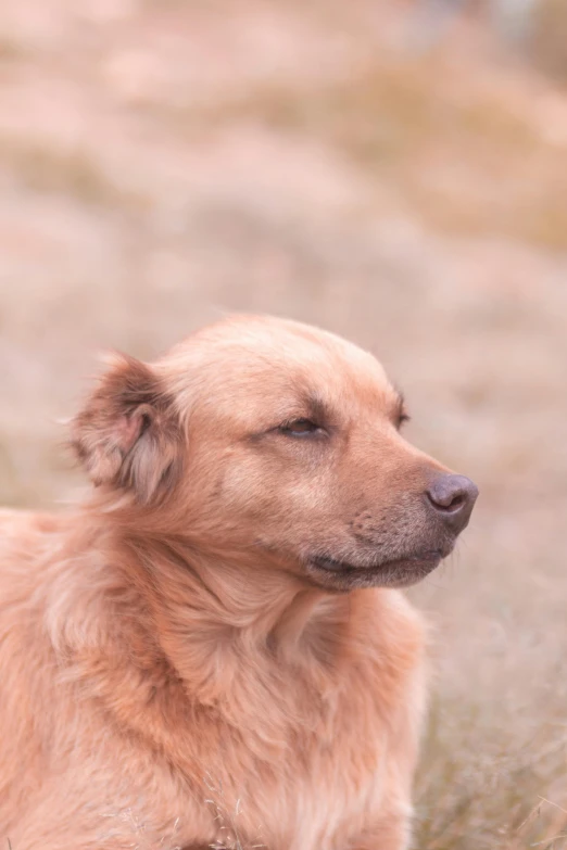 a dog sitting in a field looking up at soing