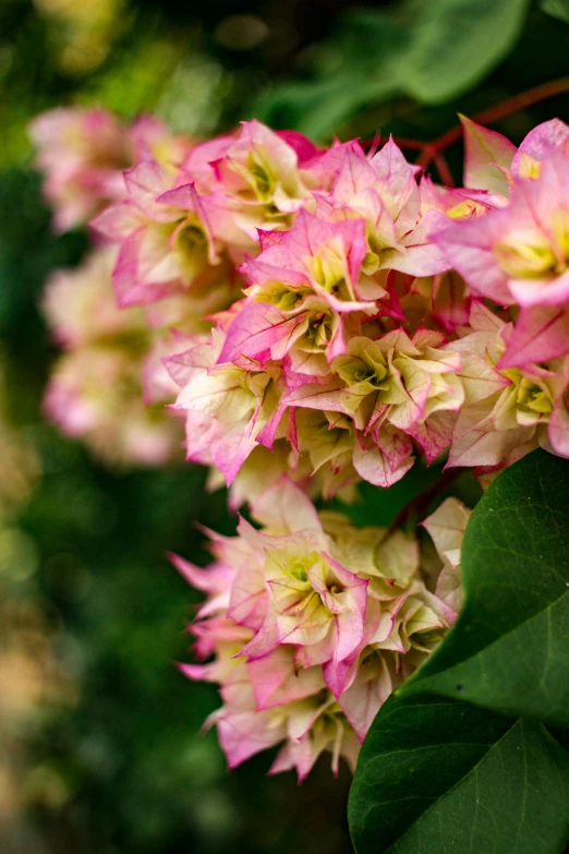 this is a blooming nch that has flowers