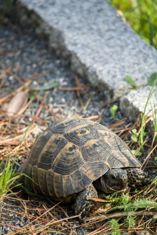 small turtle walking down a street while looking around