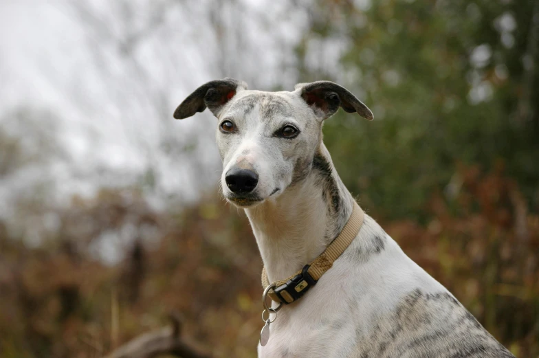 a white dog with an unique look sitting