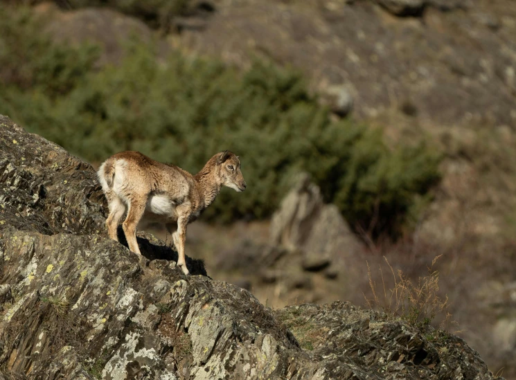 a sheep stands on top of some rocks