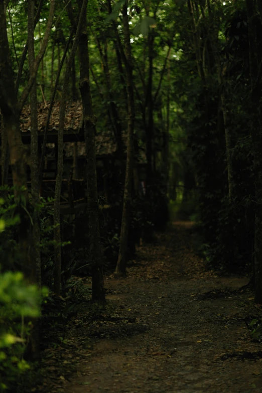 there is a path between several trees in the forest