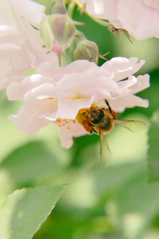 a bee sitting on a pink flower while flying away