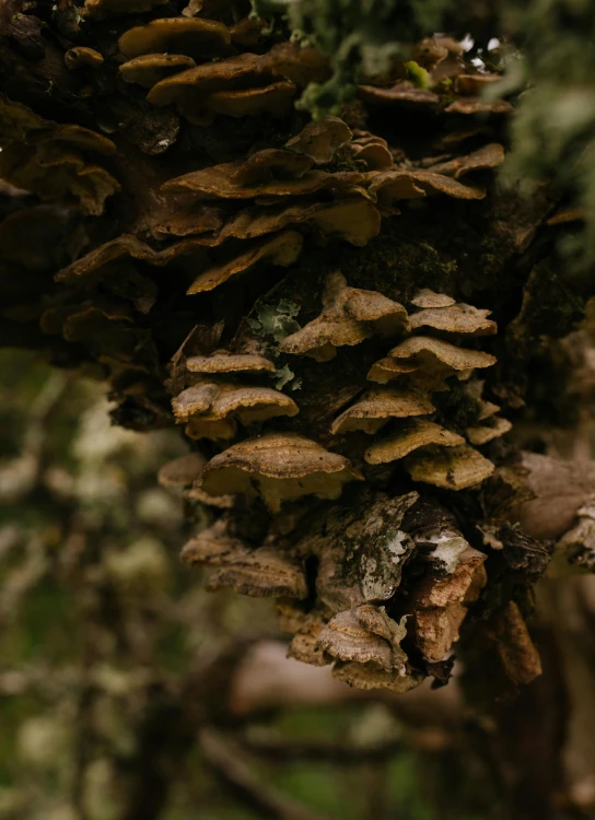 a cluster of mushrooms growing from a tree