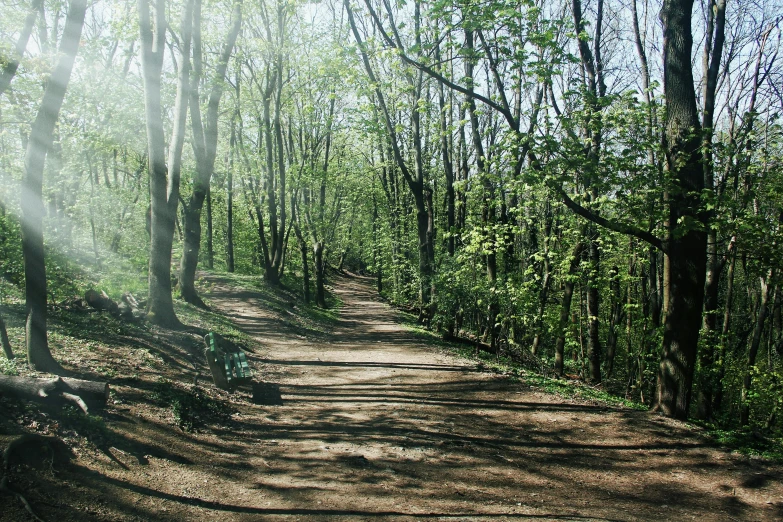 the trail is marked by a shadow of the trees