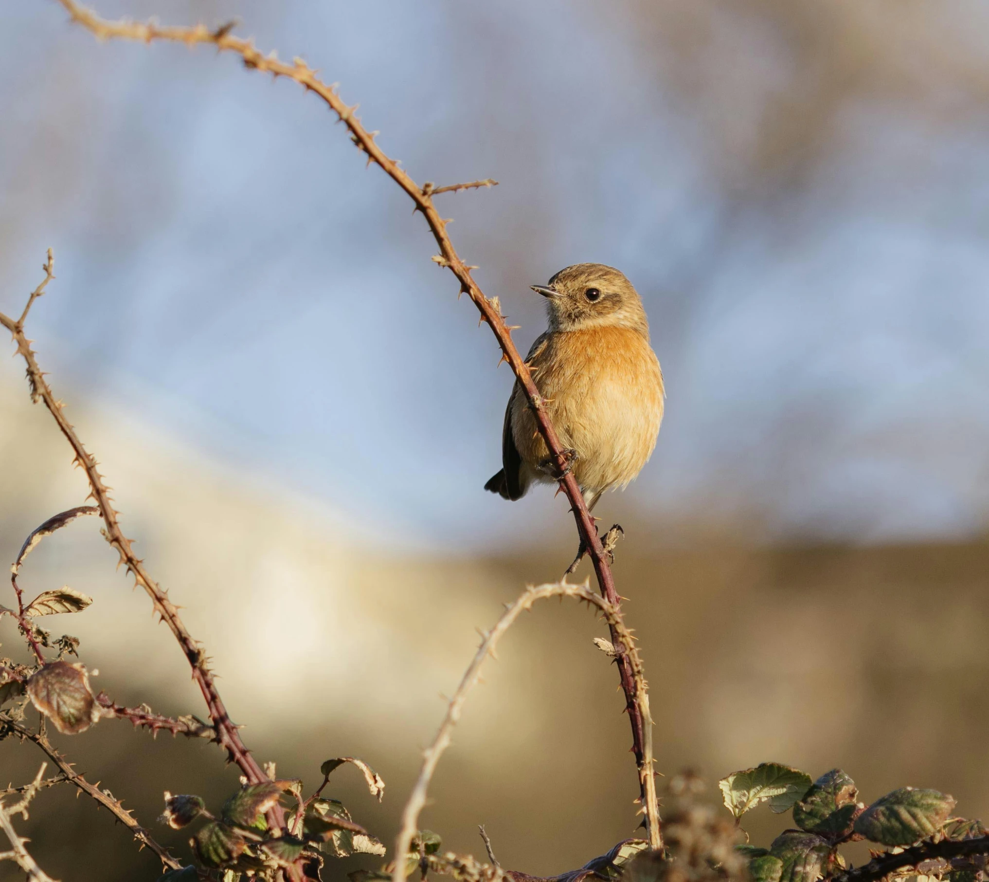 a bird sits on top of a twig