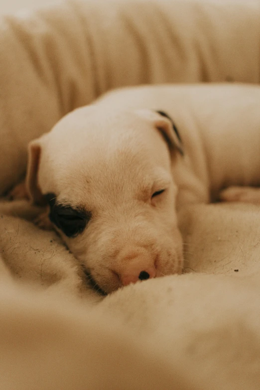 small white dog asleep with his head on the back of a couch