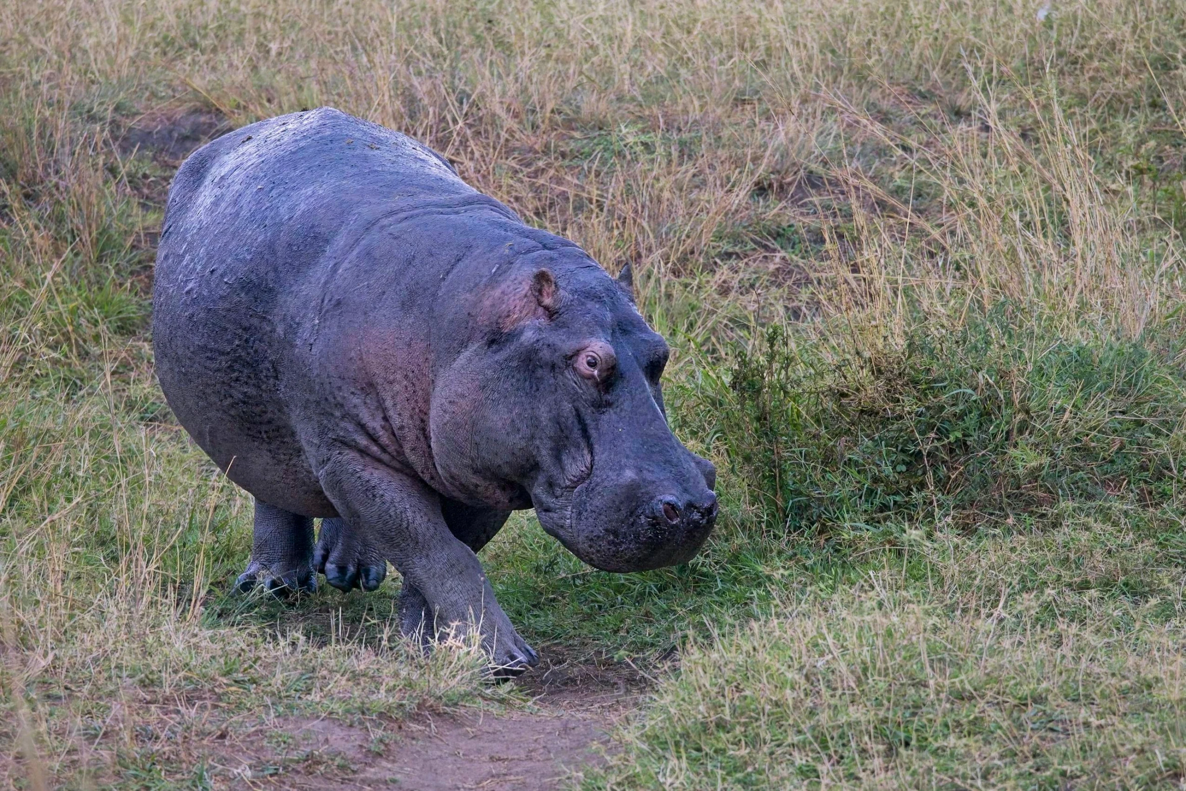 a large hippo walks on the grass towards the camera