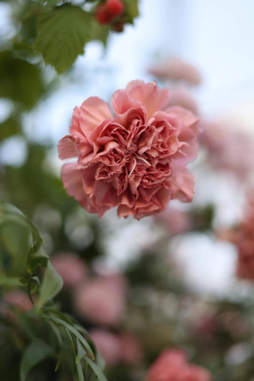 a pink flower growing on a bush in the woods