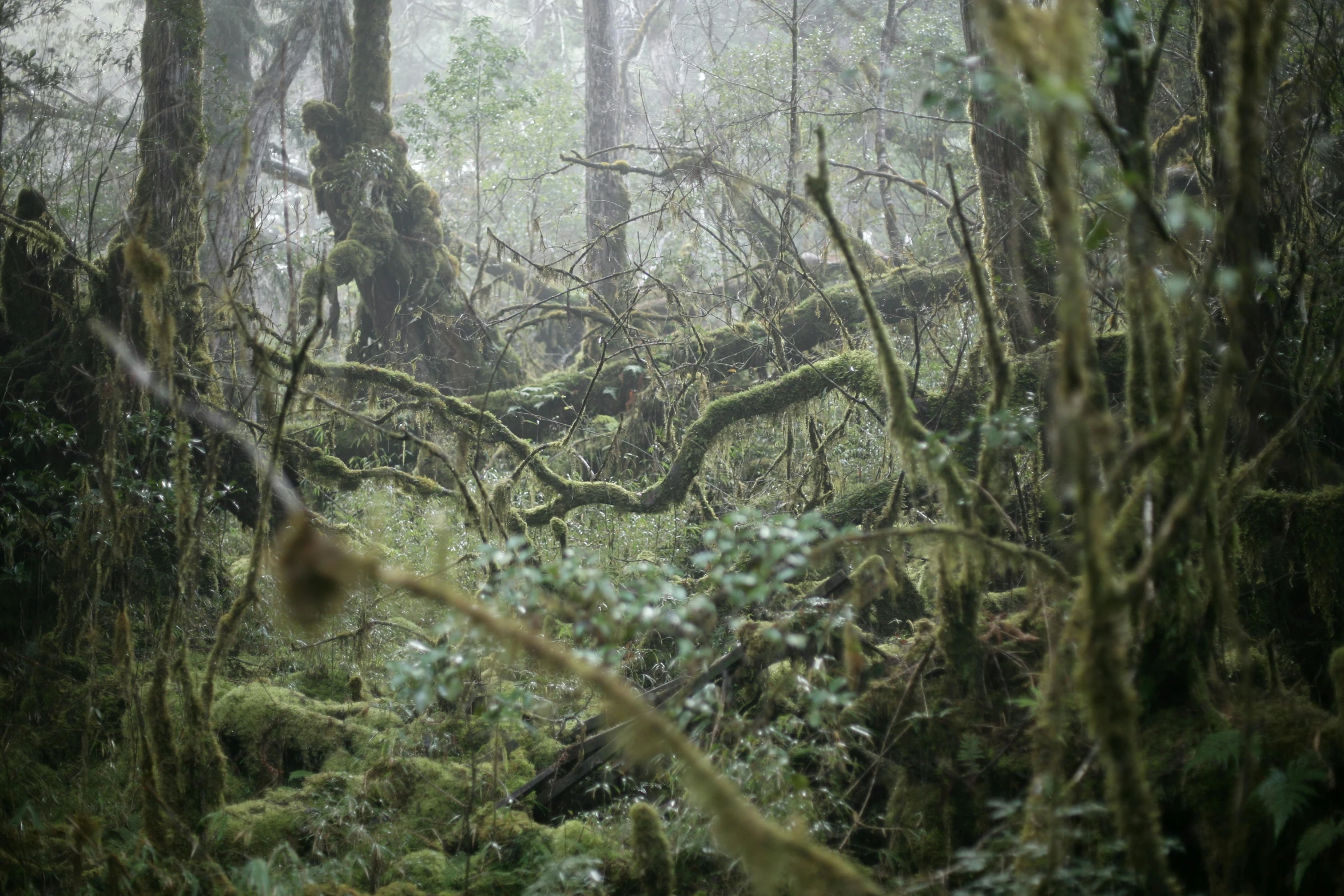 dense tropical forest with trees covered in moss