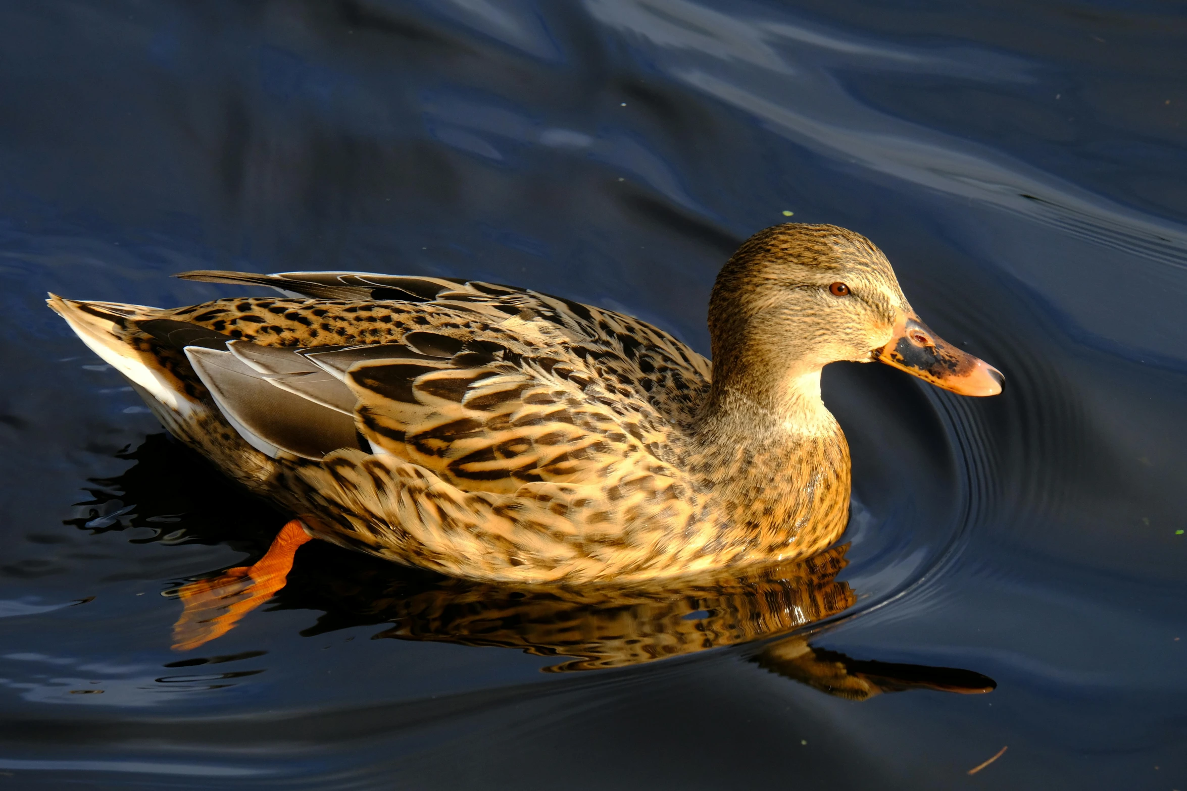 a duck is swimming on the water