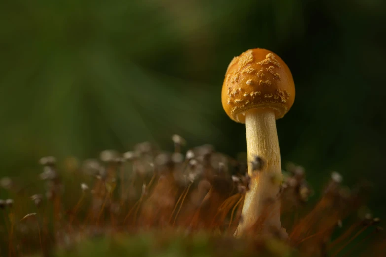 this is an image of a small brown mushroom