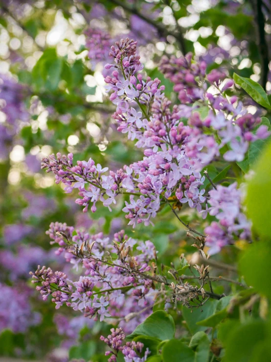 purple flowers are growing out of a nch