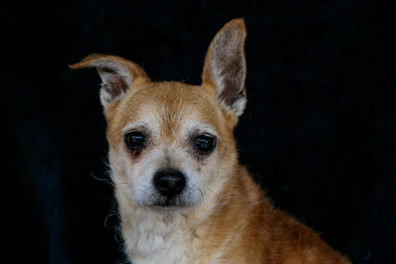 a small brown dog with ears out looking off to the side