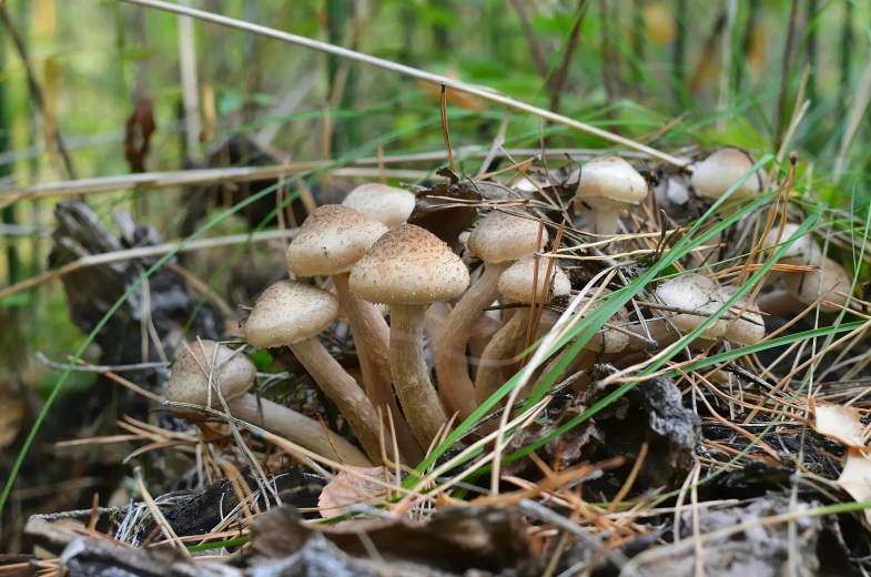 a small group of mushrooms standing on a forest floor