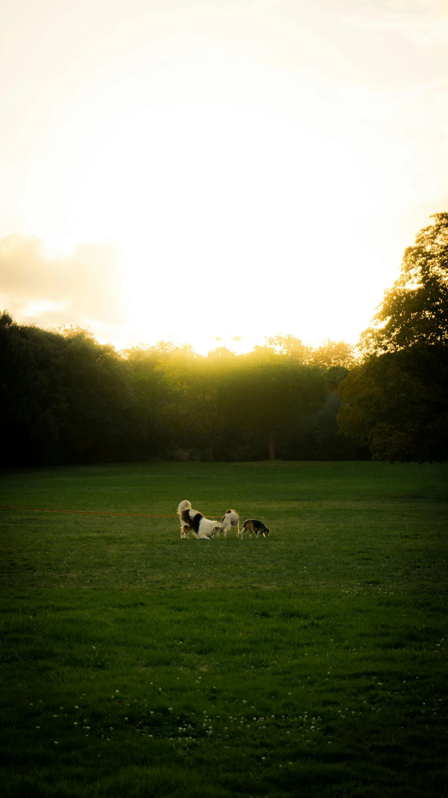 two dogs are in the green grass at sunset