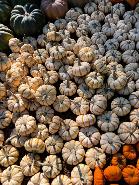 a large pile of orange pumpkins and squash