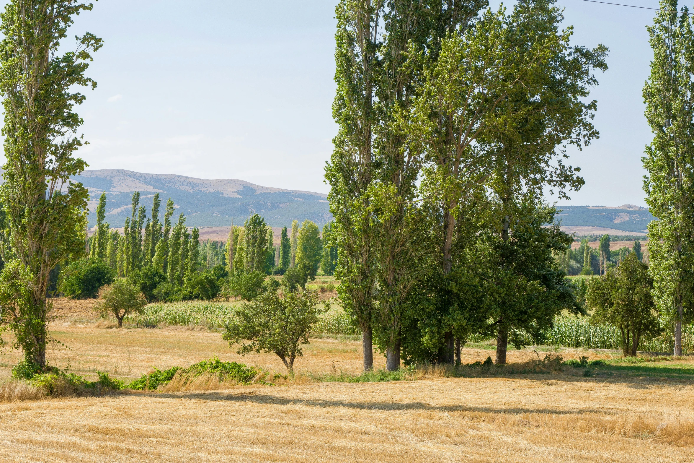 a view of trees with mountains behind them