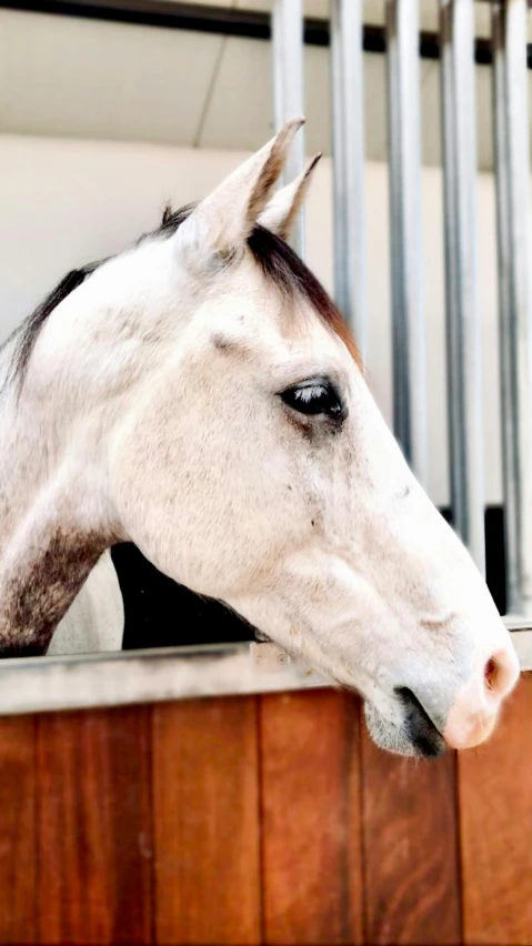 a horse that is standing in the dirt