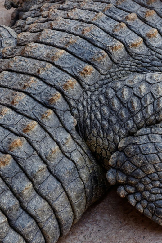 a large gray elephant with short, flat tusks