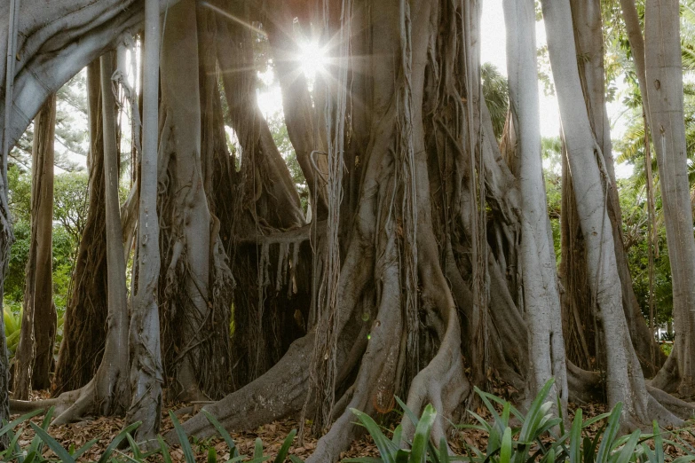 an image of sun shining in the middle of a forest