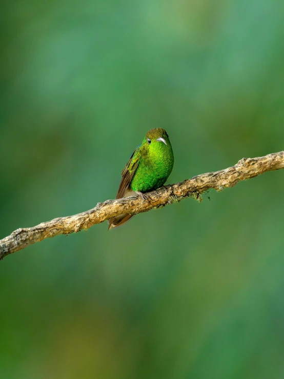 a little green bird sitting on a nch