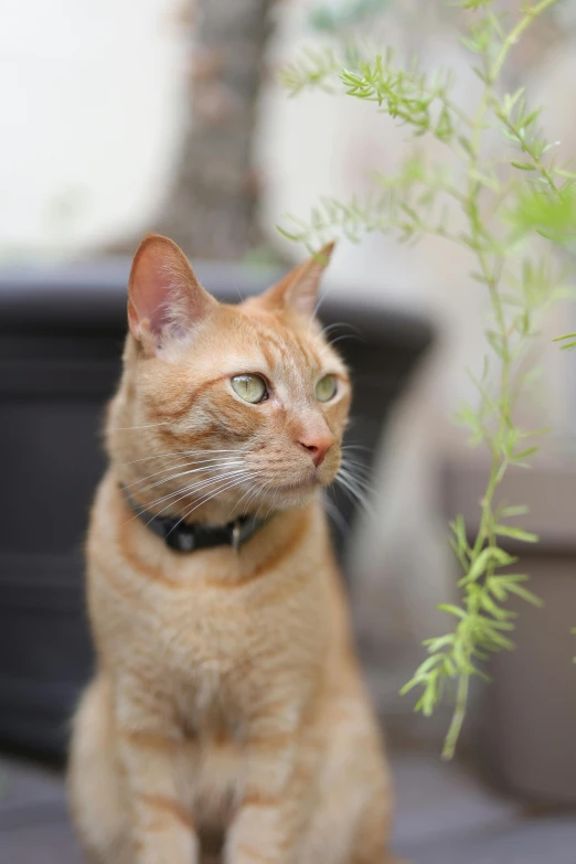 a cat is standing near a plant in the yard