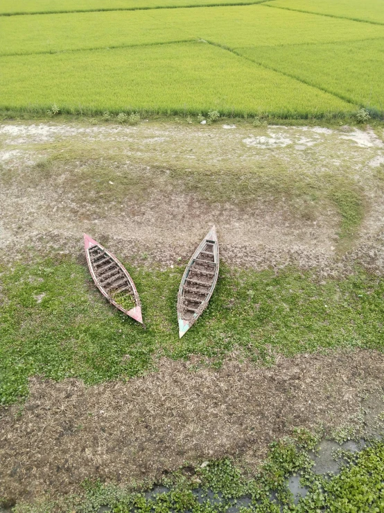 two canoes sitting in the grass near a grassy area