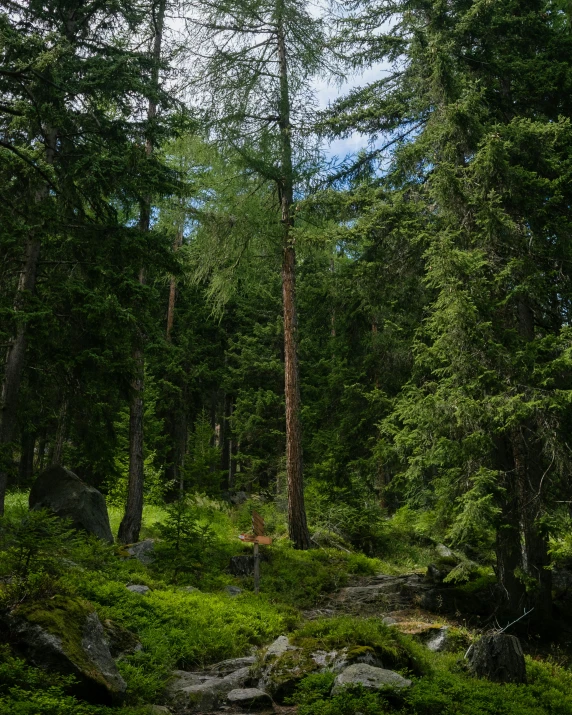 a forest has some very tall trees and a path that leads up to it