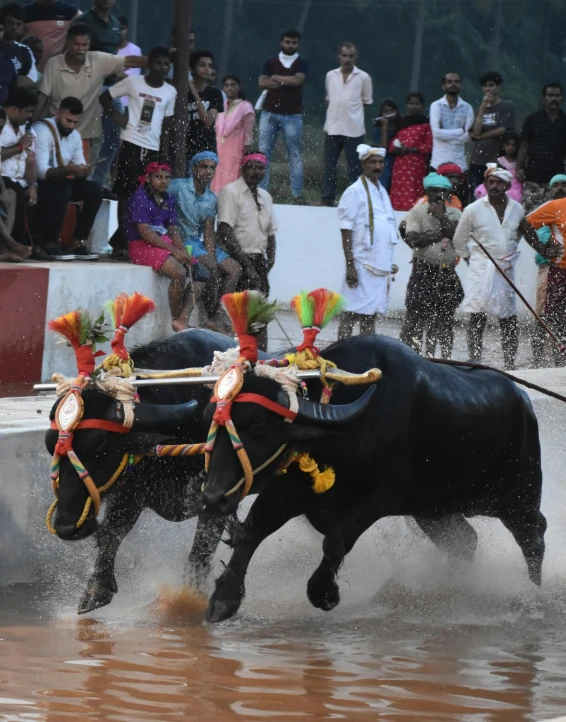 a pair of bulls are being attacked by other men