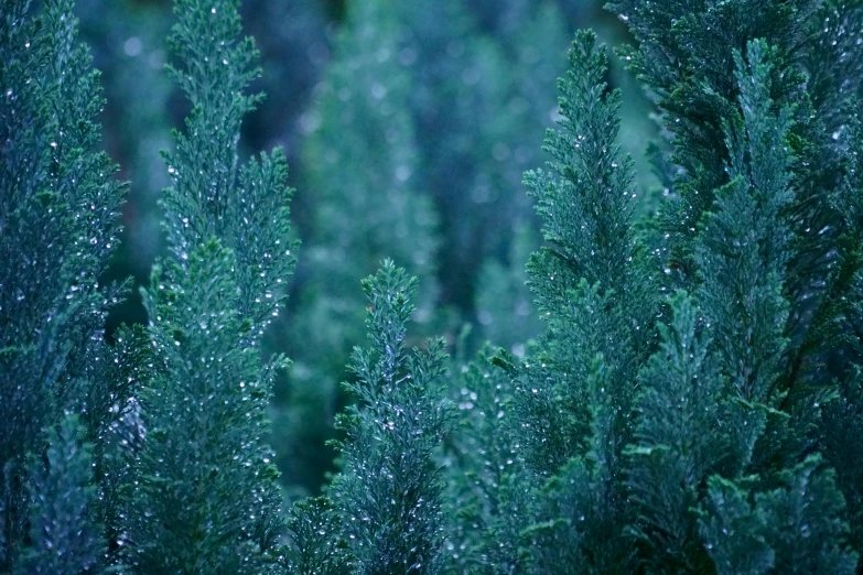 a close up view of a group of green trees