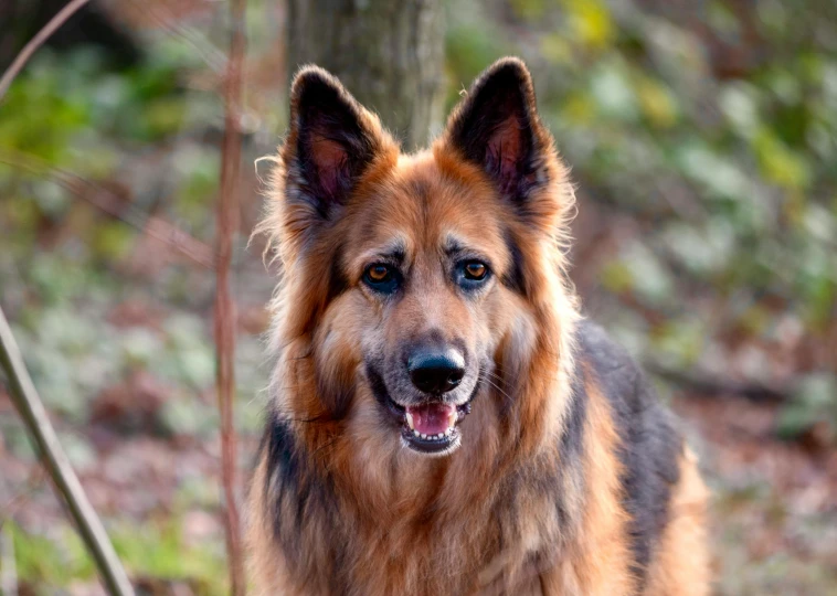 a furry dog stands in front of a tree