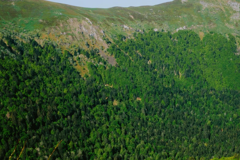 an aerial view of a forested area with trees in the foreground