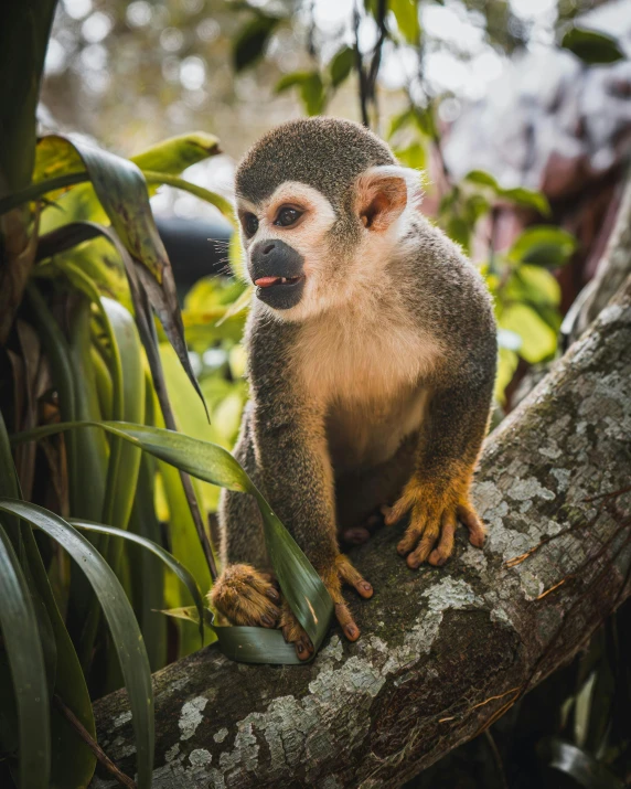 a small monkey sitting on top of a tree nch