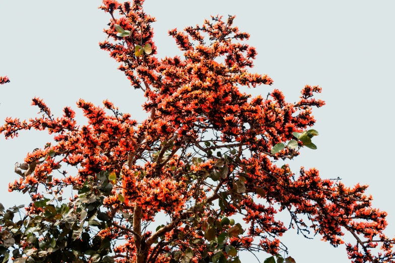 a red and yellow flowered tree nch with leaves