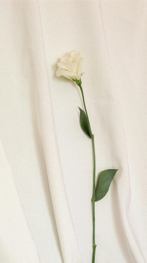 a single white rose with leaves on a bed