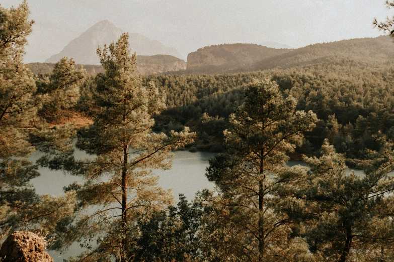 the trees look very dense as it's surrounded by water