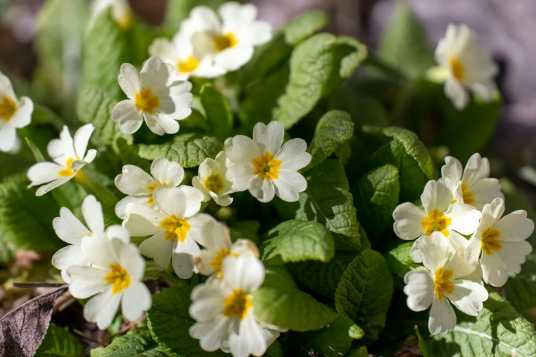 white and yellow flowers are in bloom in the sun