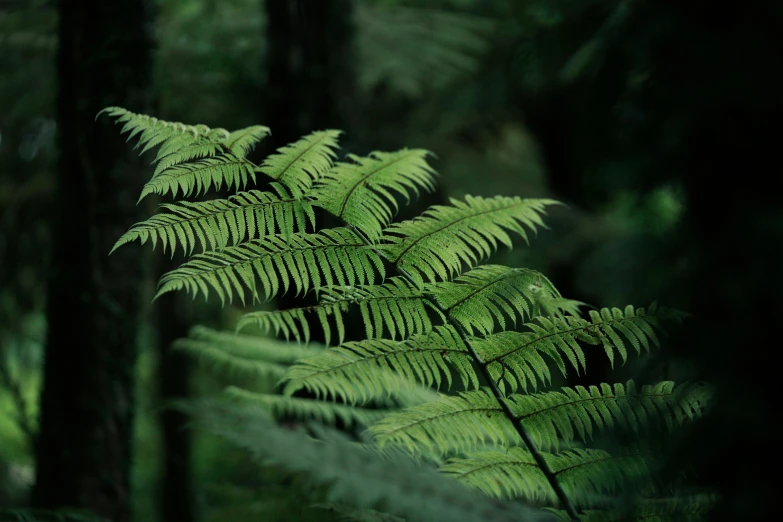 a fern leaves looks almost like it is in the woods