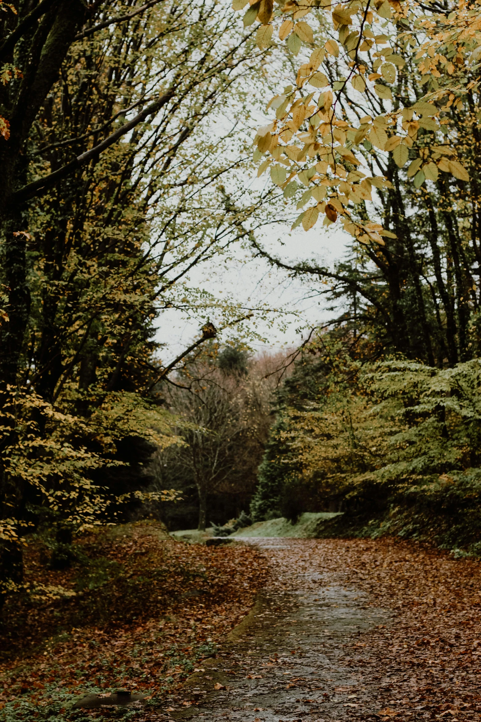 the path through a wooded area with yellow leaves